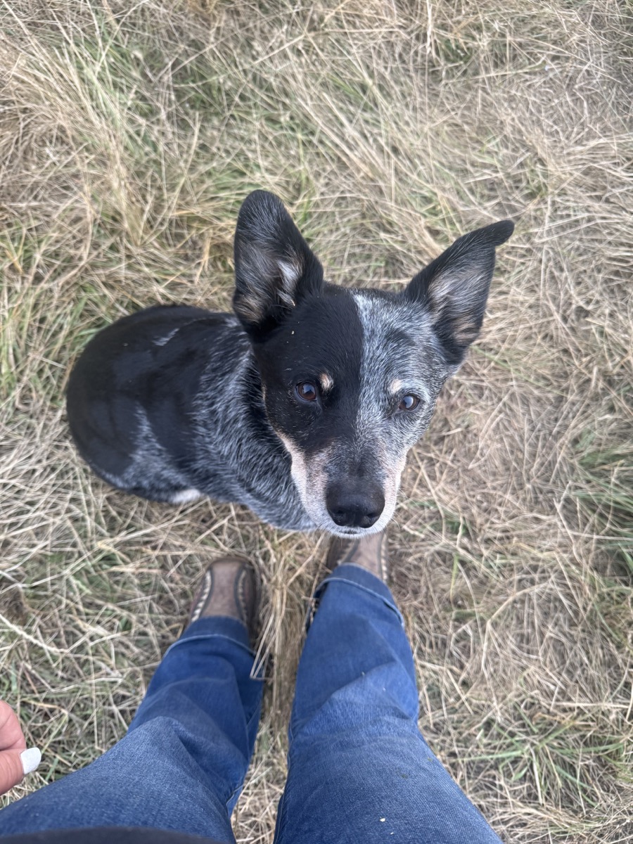 Blue heeler cattle dog looking up